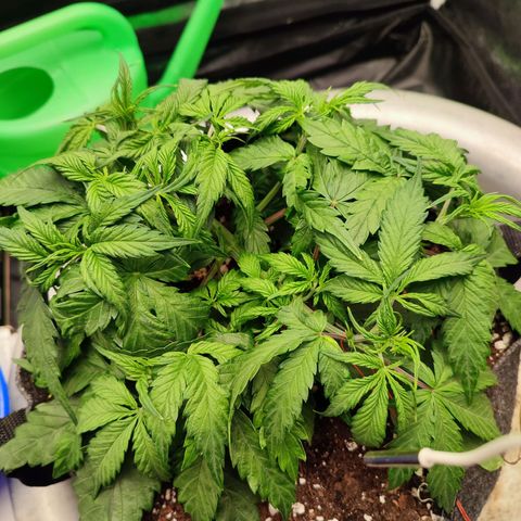 Auto Kali's Mistery growlog timeline photo
