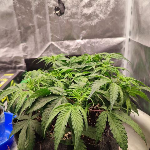 Auto Kali's Mistery growlog timeline photo