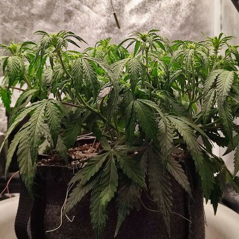 Auto Kali's Mistery growlog photo: Перепила