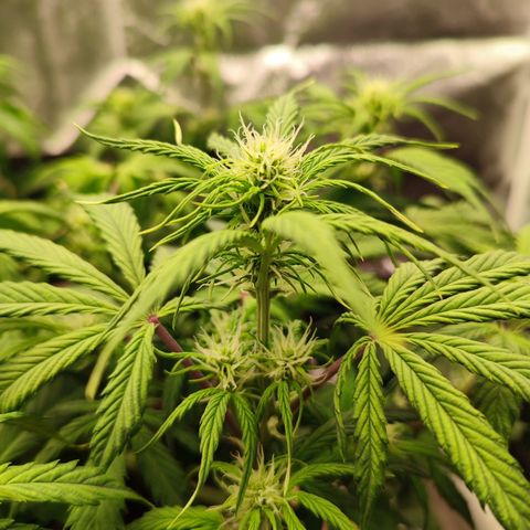 Auto Kali's Mistery growlog photo: Цвет