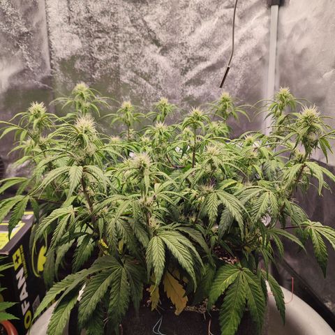 Auto Kali's Mistery growlog timeline photo