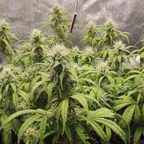 Auto Kali's Mistery growlog timeline photo