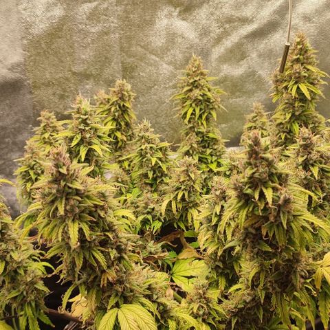 Auto Kali's Mistery growlog timeline photo