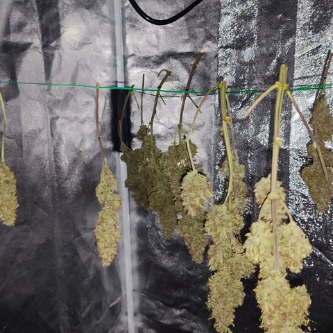 Auto Kali's Mistery growlog photo: Харвест