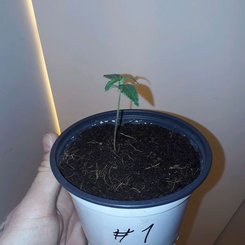 #1 Thoril growlog timeline photo