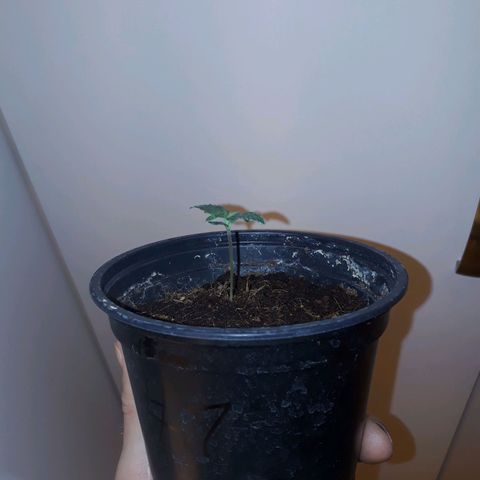 #2 Åse growlog timeline photo