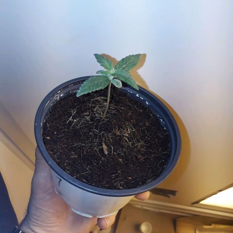 #1 Thoril growlog timeline photo