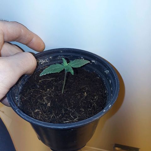 #2 Åse growlog timeline photo