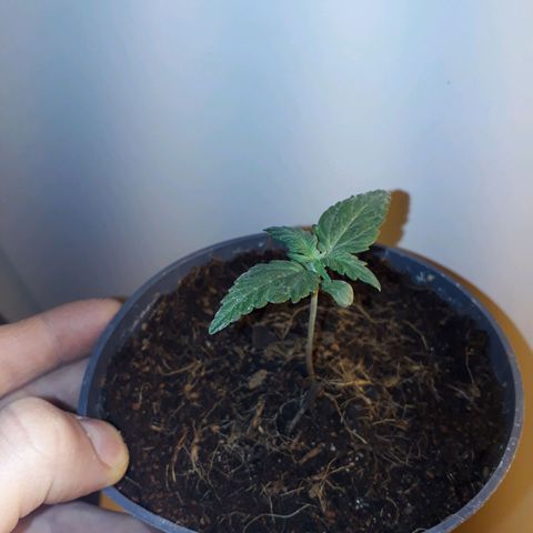#3 Slutty mama  growlog timeline photo