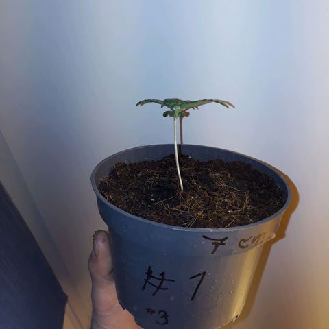 #3 Slutty mama  growlog timeline photo