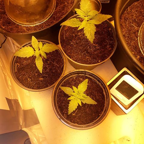 #2 Åse growlog timeline photo