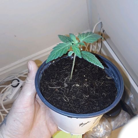 #1 Thoril growlog timeline photo