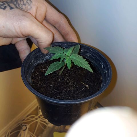 #2 Åse growlog timeline photo