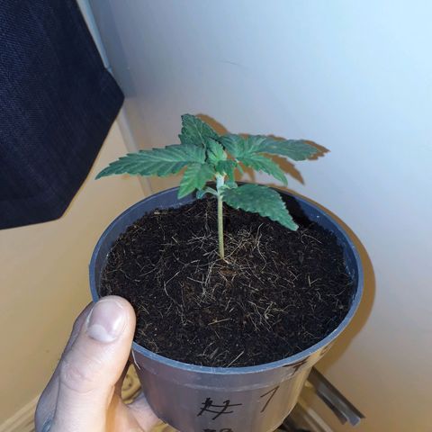 #3 Slutty mama  growlog timeline photo