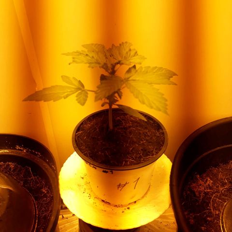 #1 Thoril growlog timeline photo