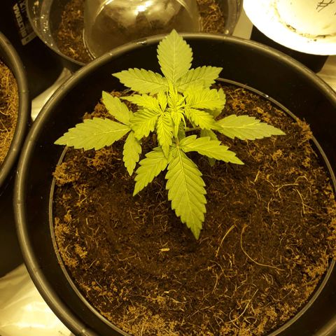 #2 Åse growlog timeline photo