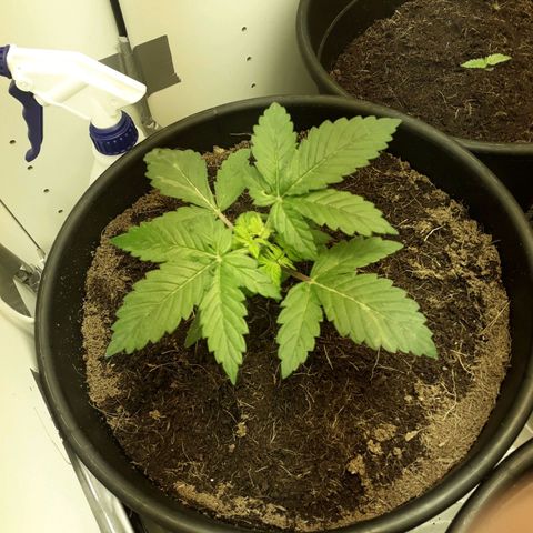 #3 Slutty mama  growlog timeline photo