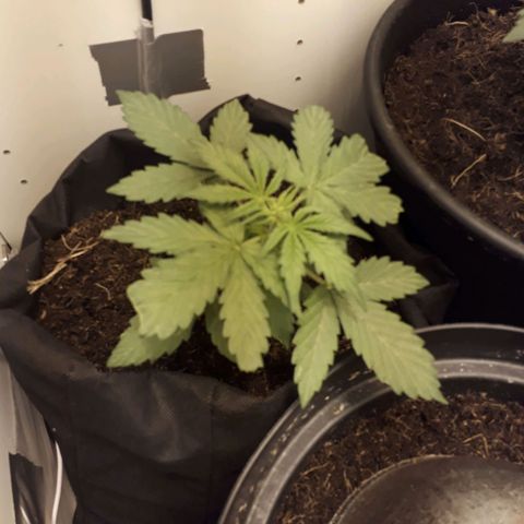 #1 Thoril growlog timeline photo