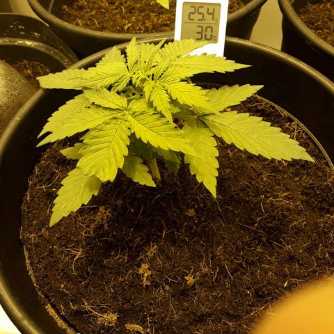 #2 Åse growlog timeline photo
