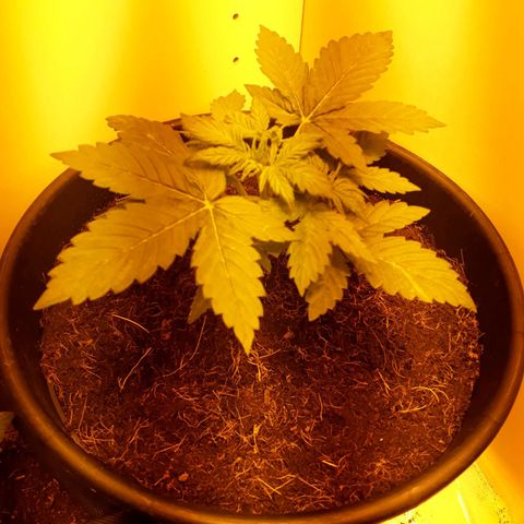 #3 Slutty mama  growlog timeline photo
