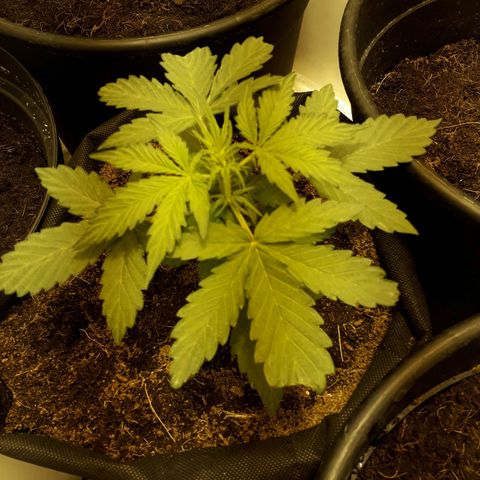 #1 Thoril growlog timeline photo