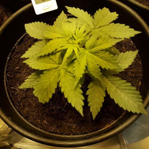 #2 Åse growlog timeline photo