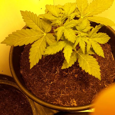 #3 Slutty mama  growlog timeline photo