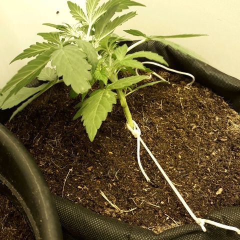 #1 Thoril growlog timeline photo