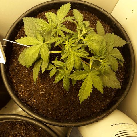 #3 Slutty mama  growlog timeline photo