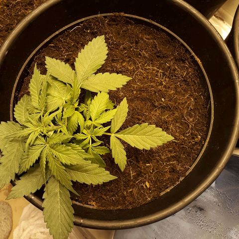 #2 Åse growlog timeline photo