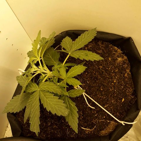 #1 Thoril growlog timeline photo