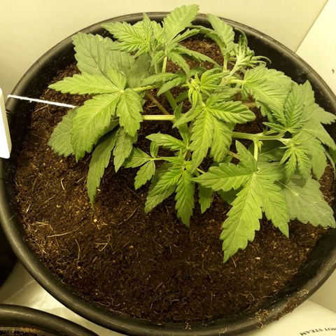 #3 Slutty mama  growlog timeline photo