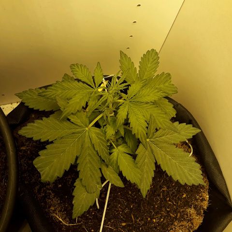 #1 Thoril growlog timeline photo