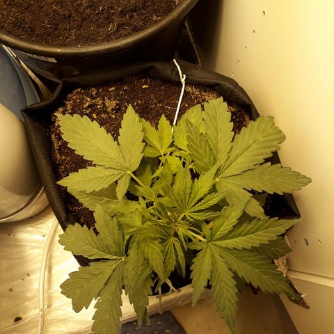 #1 Thoril growlog timeline photo