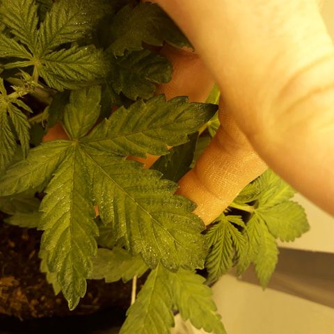 #3 Slutty mama  growlog timeline photo