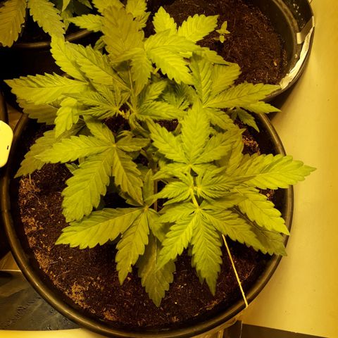 #3 Slutty mama  growlog timeline photo