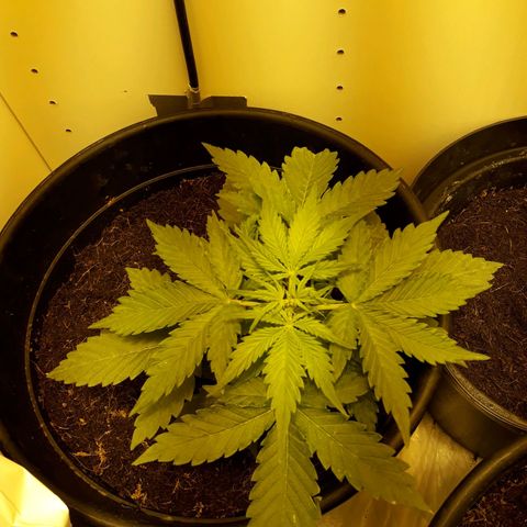 #2 Åse growlog timeline photo