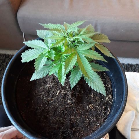#2 Åse growlog timeline photo