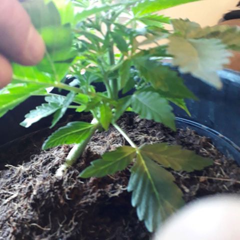 #2 Åse growlog timeline photo
