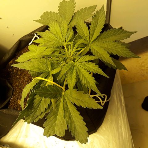 #1 Thoril growlog timeline photo