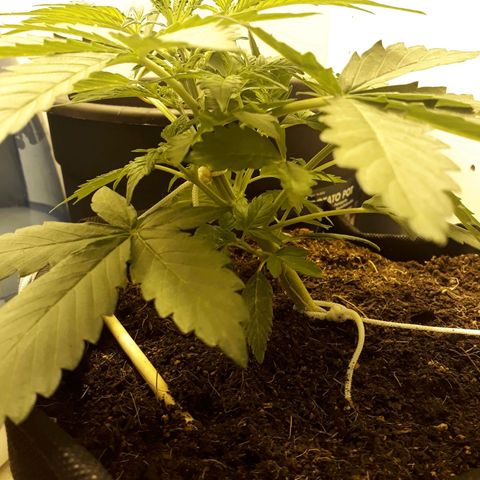 #1 Thoril growlog timeline photo