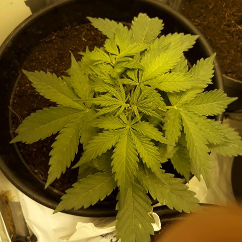 #2 Åse growlog timeline photo