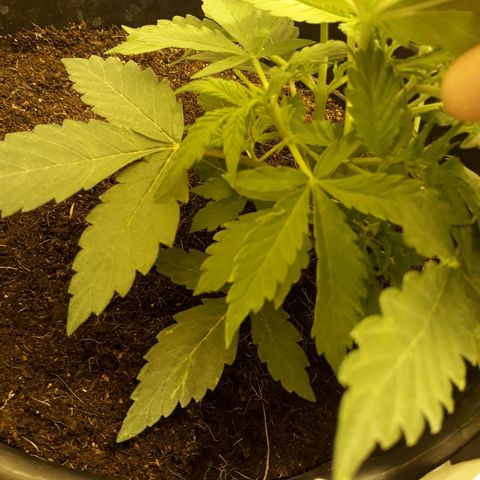 #2 Åse growlog timeline photo