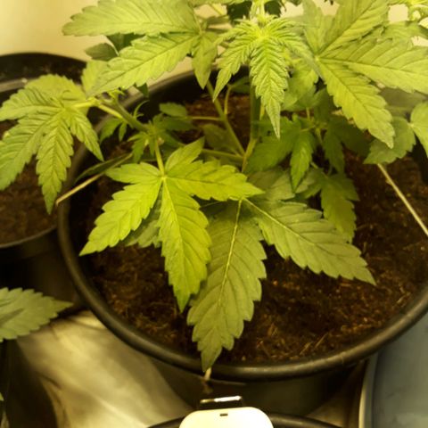 #3 Slutty mama  growlog timeline photo