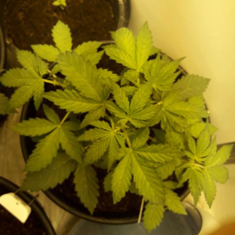 #3 Slutty mama  growlog timeline photo