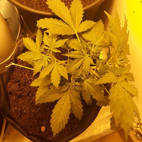 #1 Thoril growlog timeline photo