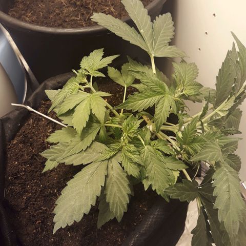 #1 Thoril growlog timeline photo