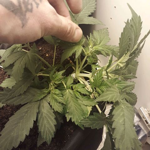 #1 Thoril growlog timeline photo