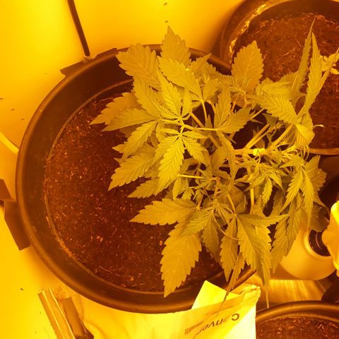 #2 Åse growlog timeline photo