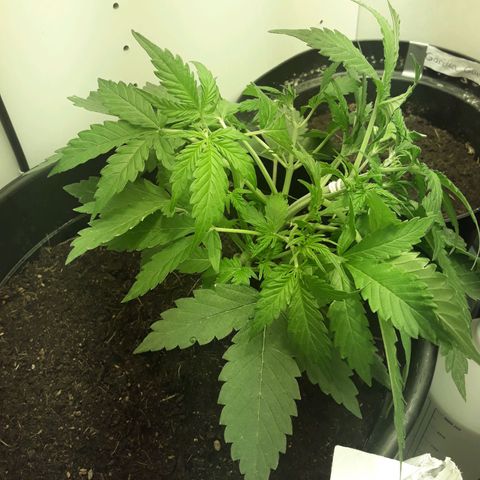 #2 Åse growlog timeline photo